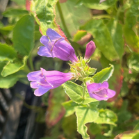Penstemon serrulatus